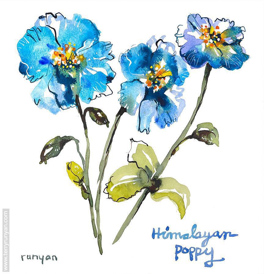 Himalayan Poppies!-Terry Runyan Creative